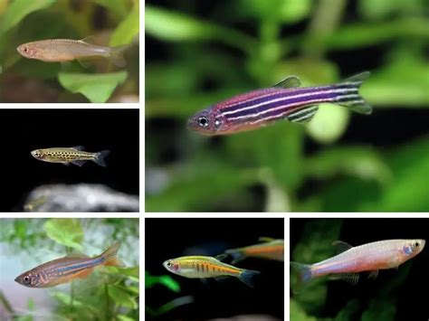 Danio: Care Guide & Species Profile | Fishkeeping World