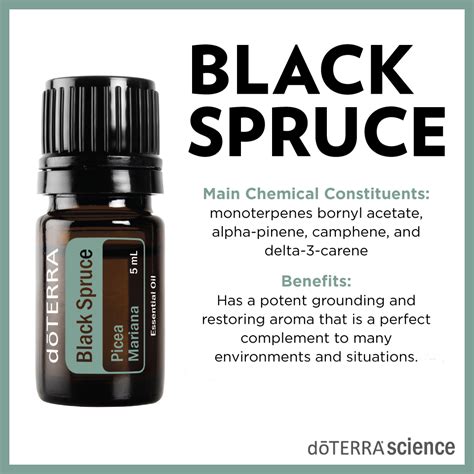 How To Use Black Spruce Essential Oil Doterra Essential Oils