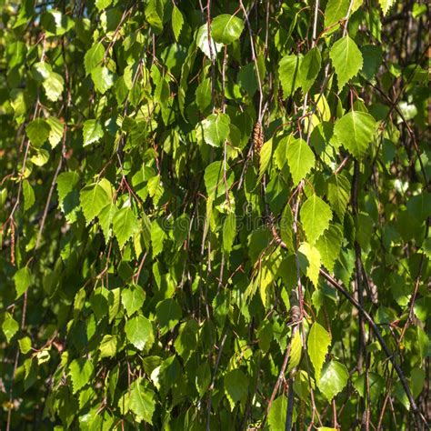 Betula Pendula Conhecido Geralmente Como O Vidoeiro De Prata Ou O