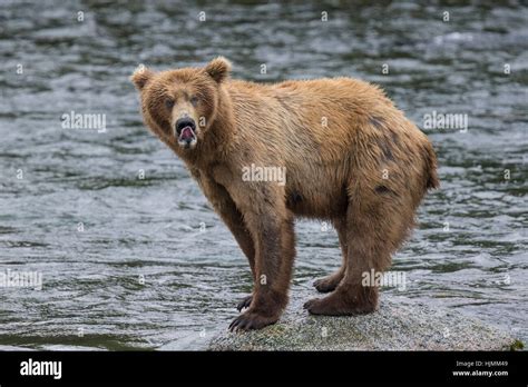 Katmai Brown Bears Fishing For Salmon At Brooks Falls Yearling Bear