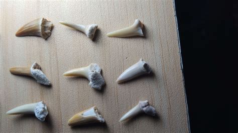 A collection of Fossilized Sand Tiger shark teeth I got as a gift : r ...