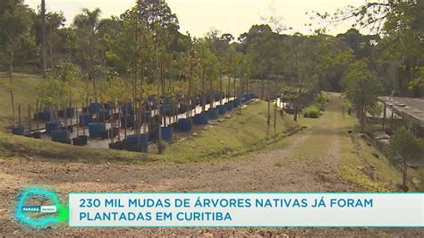 230 mil mudas de árvores nativas já foram plantadas em Curitiba 11 06