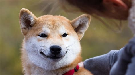 Shiba Inu AI Predicts SHIB Price For October 31 2023