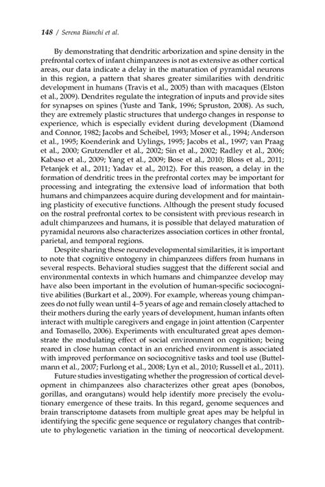 Synaptogenesis And Development Of Pyramidal Neuron Dendritic