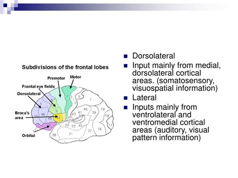 Ppt Frontal Lob Anatomisi Levleri Powerpoint Presentation Id