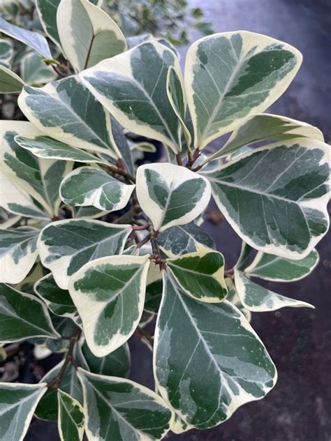 Ficus Triangularis Variegated Ficus Triangularis 6″ Pot Gardino Nursery