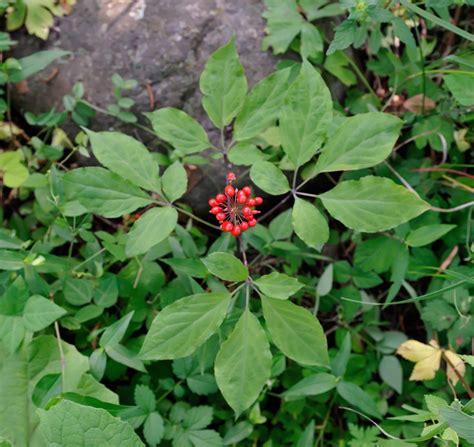 How To Feed Ginseng Learn About Fertilizing Ginseng Plants Gardening Know How