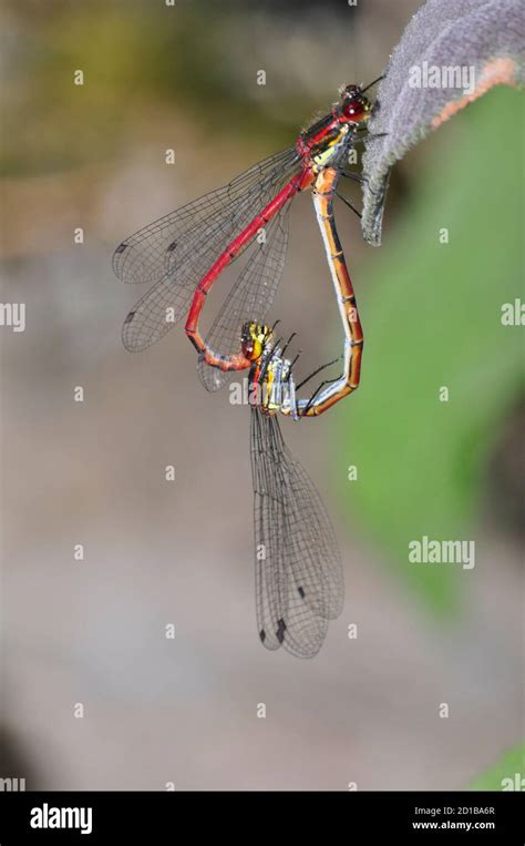 Large Red Damselflies Pyrrhosoma Nymphula Mating On A Leaf Somerset