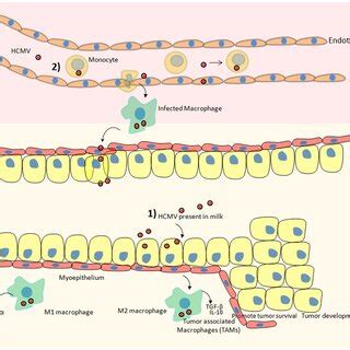 Hypothetical Scheme Of Hcmv Dispersal And Its Possible Involvement In