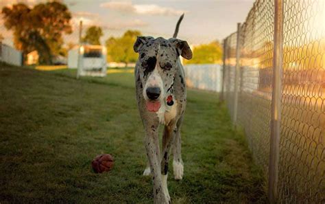 Great Dane Growth And Weight Chart Male And Female The Complete Guide