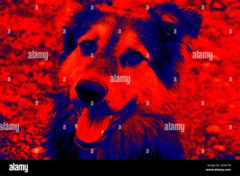 Portraits Of Dogs Scanning The Animals Body Temperature With A