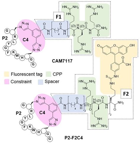 Structures Of The Multi Functionalised Peptides The Peptides Are