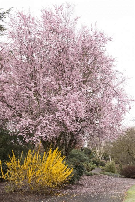 Thundercloud Purple Leaf Plum, Prunus cerasifera 'Thundercloud'