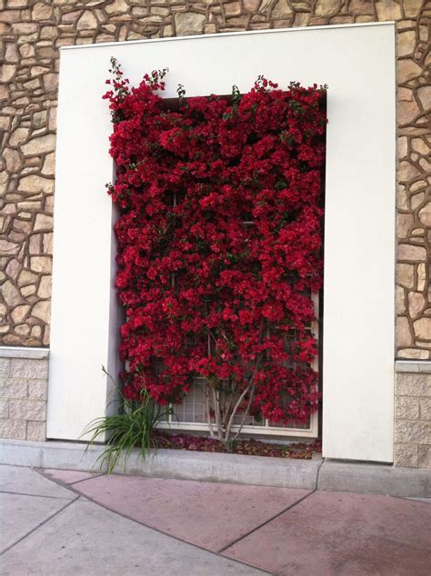 A metal trellis keeps thee bougainvillea tidy and manageable. | Metal ...