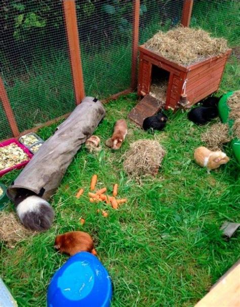 62 Exquisite Guinea Pig House Design You Wont Be Disappointed