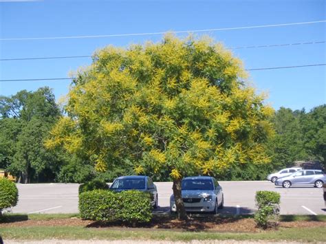 Koelreuteria Paniculata Golden Rain Tree Golden Rain Tree Goldenrain