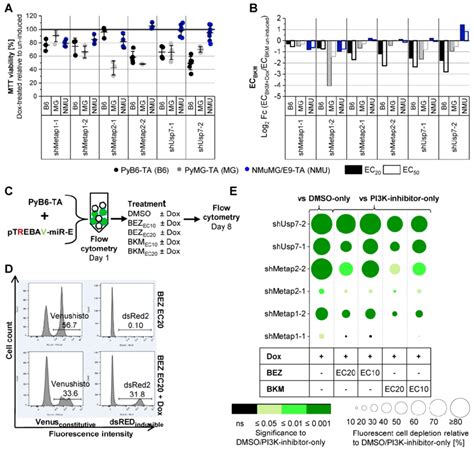 Metap1 Metap2 Or Usp7 Knockdown Sensitize Murine Breast Cancer Cells Download Scientific