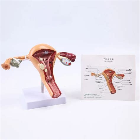 Kad N Reme Uterus Modeli Hastal Kl Uterus Modeli Retim Yard M