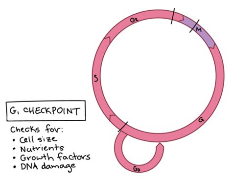 Ch 13 Meiosis And Sexual Life Cycles Flashcards Quizlet