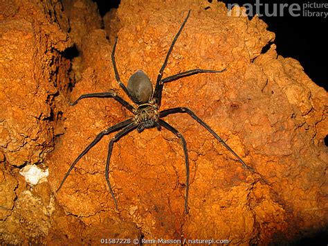 Giant Cave Spider