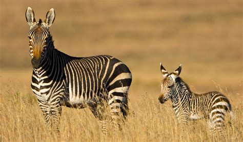 Mountain Zebra National Park – SANParks