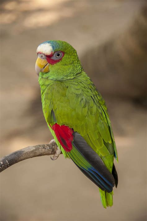 10 Top Amazon Parrot Species as Pets