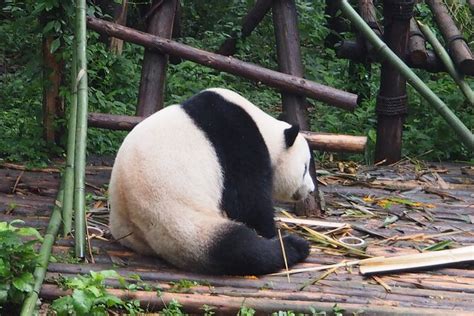 Private Tour Giant Panda And Mutianyuheaven Templesummer Palace 2024