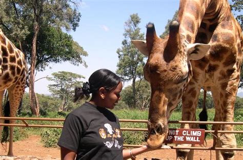 Day Tour Giraffe Center Elephant Orphanage And Nairobi National Park