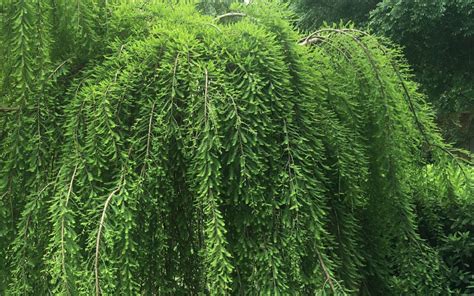 Buy Falling Waters Weeping Bald Cypress Tree Free Shipping Wilson