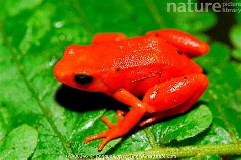 Stock Photo Of Golden Mantella Frog Mantella Aurantiaca Captive