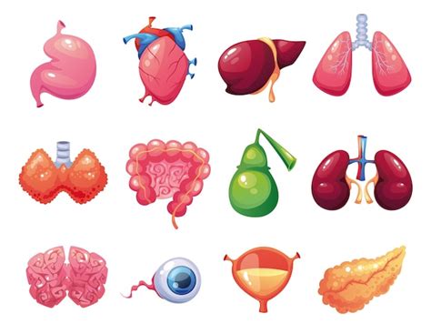 Menselijke Interne Organen Concept Orgaandonatie Transplantatie