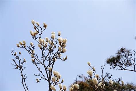 Banco De Imagens árvore Natureza Grama Ramo Flor Inverno