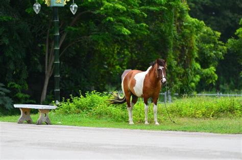 Premium Photo Horse On A Summer Pasture