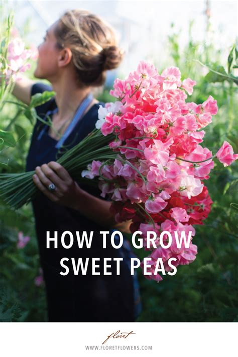 How To Grow Sweet Peas Artofit