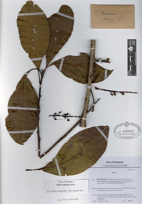 Helicia Nilagirica Bedd Myanmar Vascular Plants Database