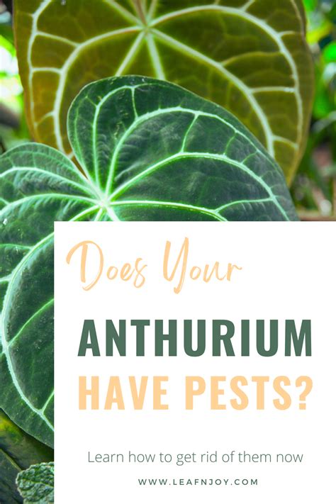 How To Get Rid Of Pests On Anthurium Plants •