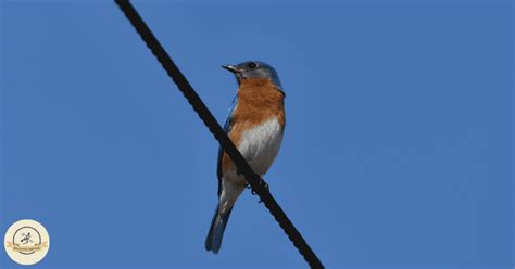 Do bluebirds migrate - Wildlife Chatter