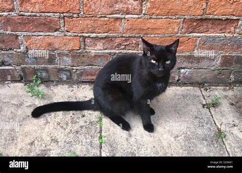 Black cat appreciation day hi-res stock photography and images - Alamy