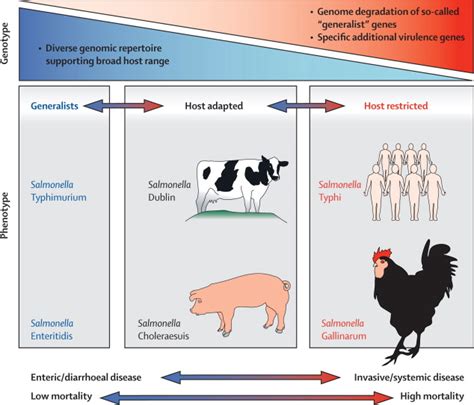 Invasive Non Typhoidal Salmonella Disease An Emerging And Neglected