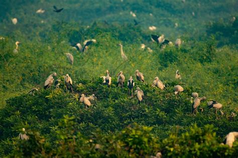 Vedanthangal Bird Sanctuary - Tamilnadu Tourism Info