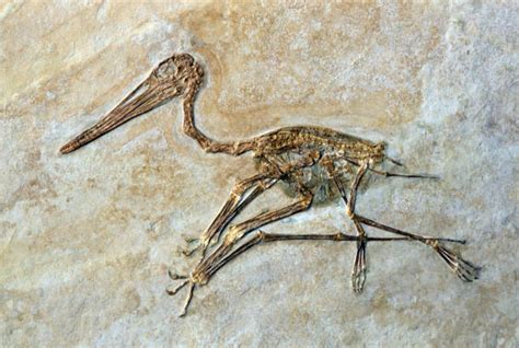 Fossil Of A Short Tailed Pterosaur A Flying Reptile Pterodactylus