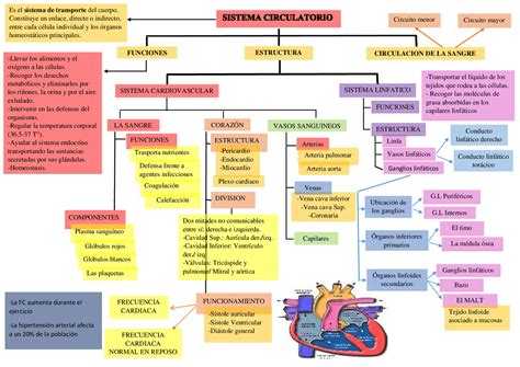 Mapa Mental Del Sistema Circulatorio Para Ninos Hot Sex Picture