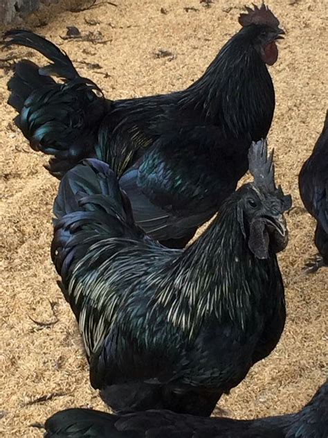 Kadaknath Chicken At Rs 900piece Thakurpada Ambarnath Id 15607225462