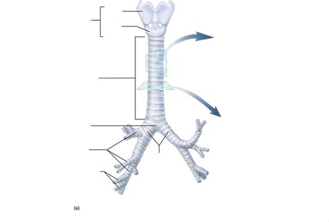 AP II Lab Exam 2 Lower Respiratory Tract Diagram Quizlet