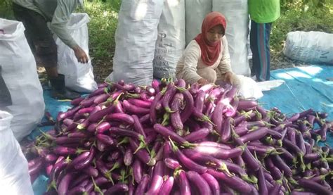 Cara Budidaya Terong Ungu Agar Berbuah Lebat Untuk Pemula