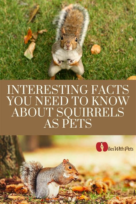 Fascinating Facts About Squirrels As Pets