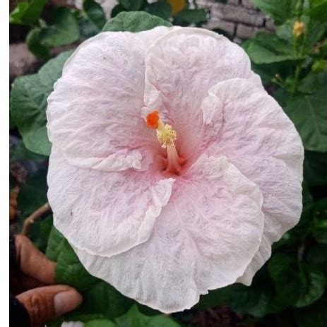 Jual Bibit Bunga Hibiscus Kembang Sepatu Bangkok Import Warna Pink Tisu