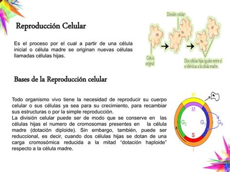 Reproduccion Celular Mitosis Y Meiosis Ppt