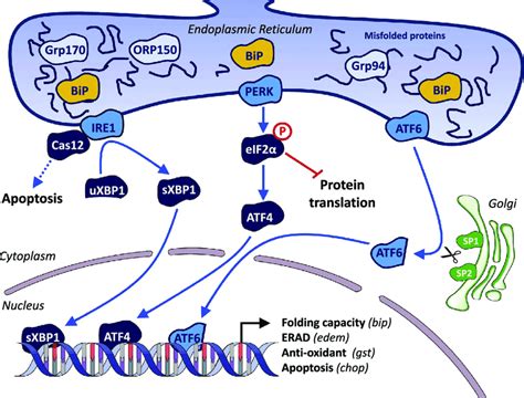 Schematic View Of The Unfolded Protein Response Accumulation Of Download Scientific Diagram