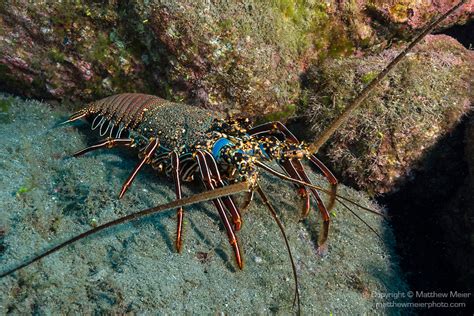 Lobster Underwater